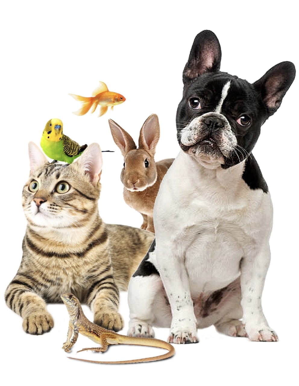 Mascotas